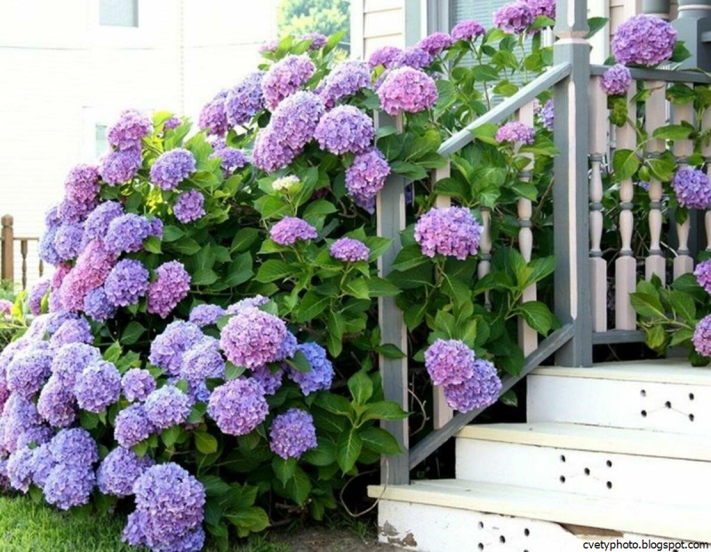 Клумба с сиренью и гортензией