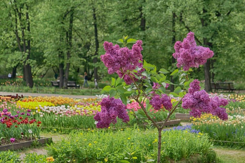 Сирень в парке Победы СПБ