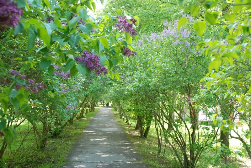 Сирень в Мелихово