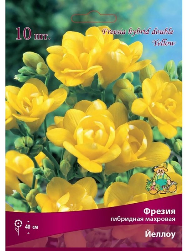 Листья фрезии желтеют