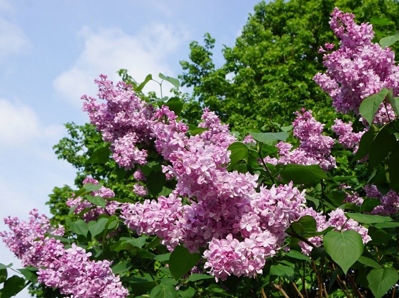 Летняя сирень кустарник