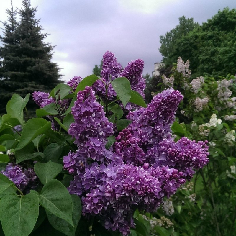 Сирень бургунди Квин