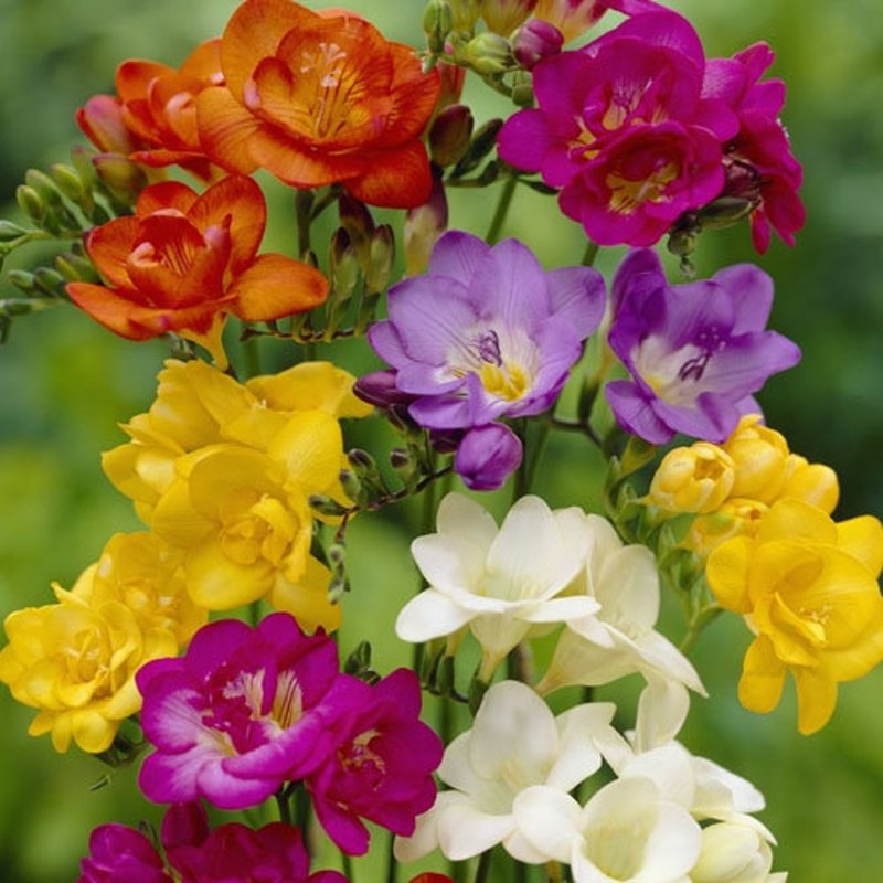 Фрезия желтая Freesia Double Yellow