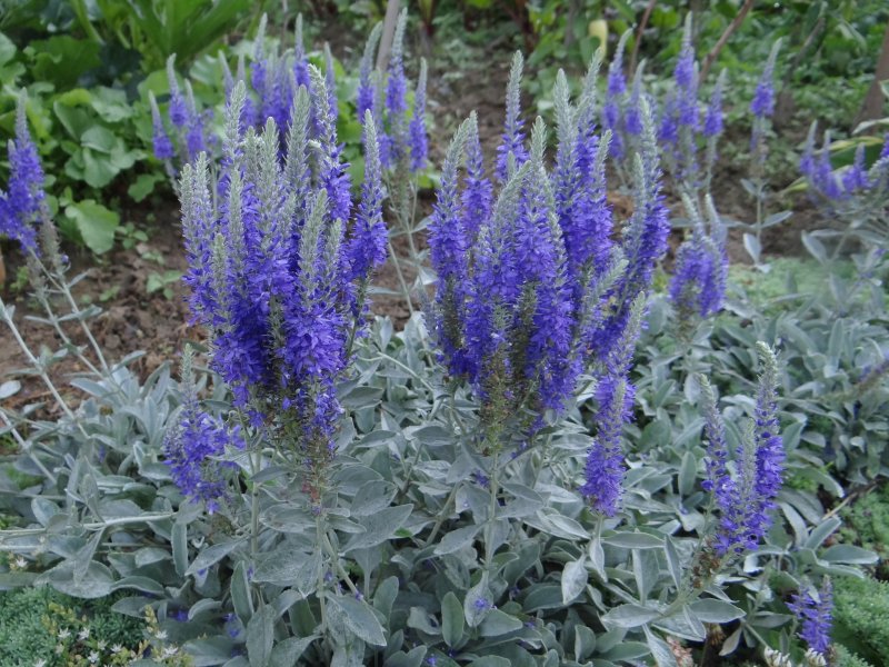Вероника Седая (Veronica incana)