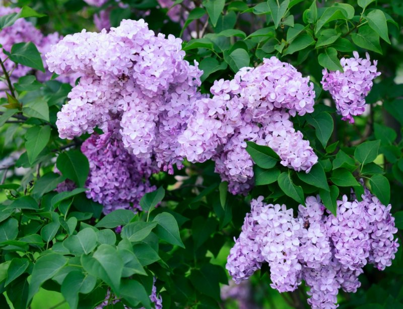Сирень Баардс куст