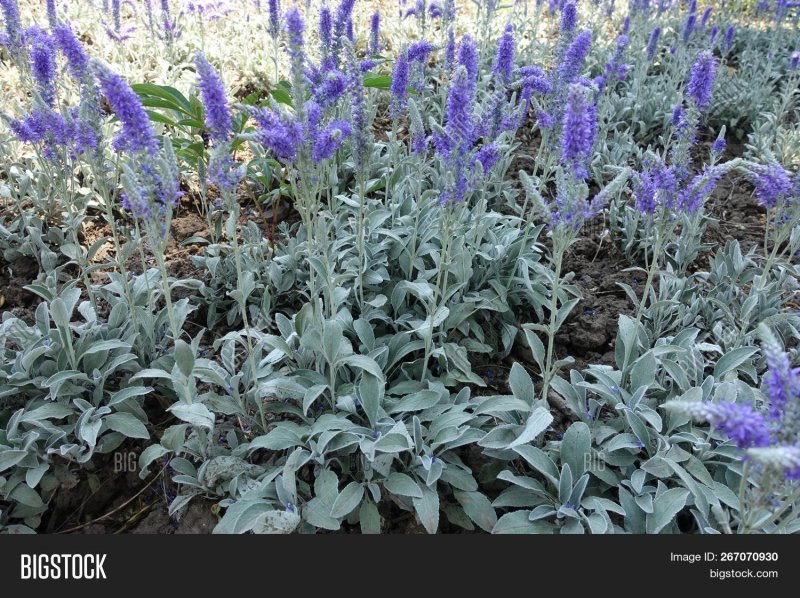 Veronica spicata subsp incana
