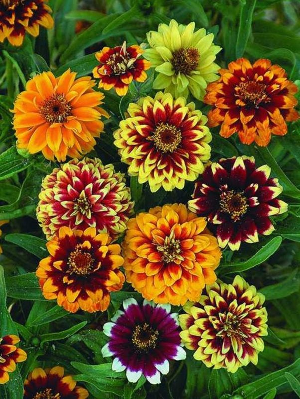 Цинния изящная (Zinnia elegans)