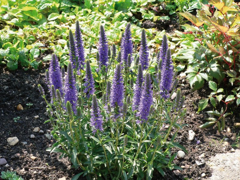 Вероника колосистая - Veronica spicata
