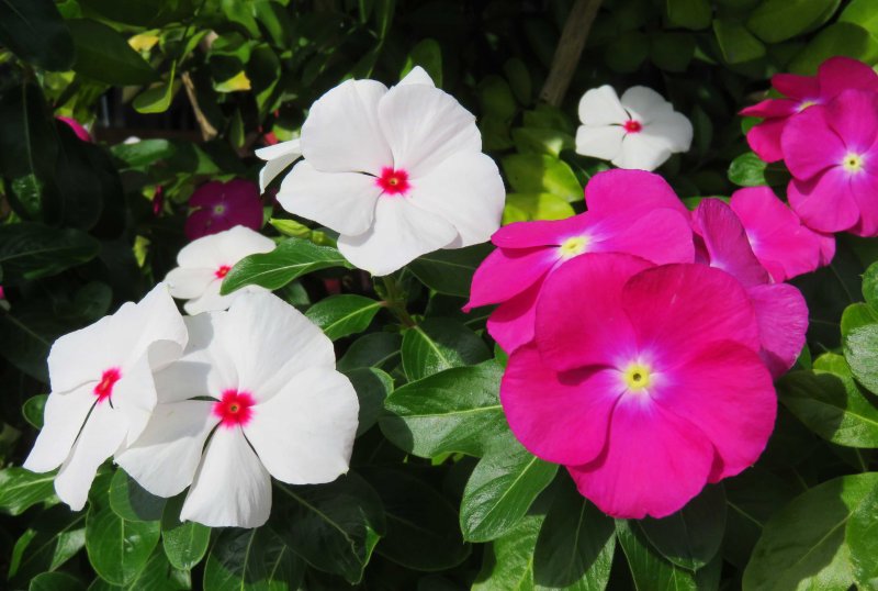 Катарантус roseus