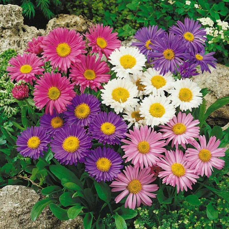 Астра Альпийская (Aster Alpinus)