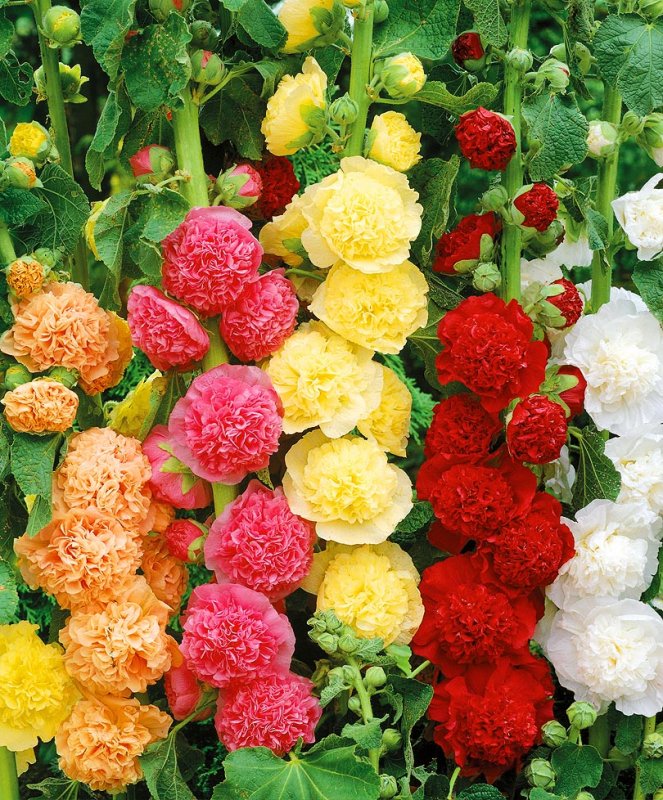 Шток-роза Alcea rosea