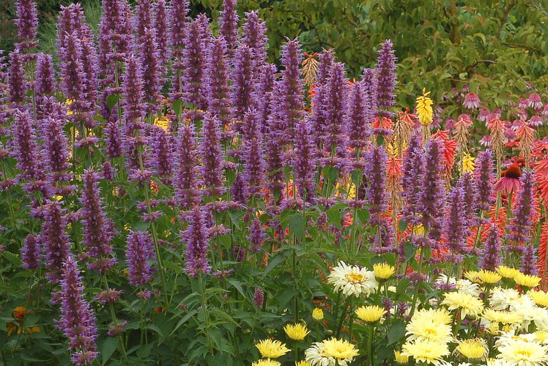 Лофант Agastache Morello
