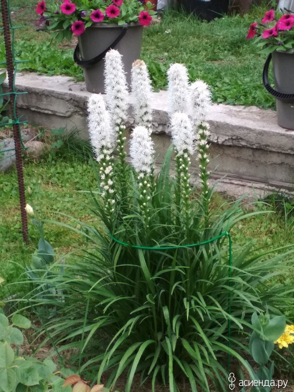 Лиатрис на клумбе
