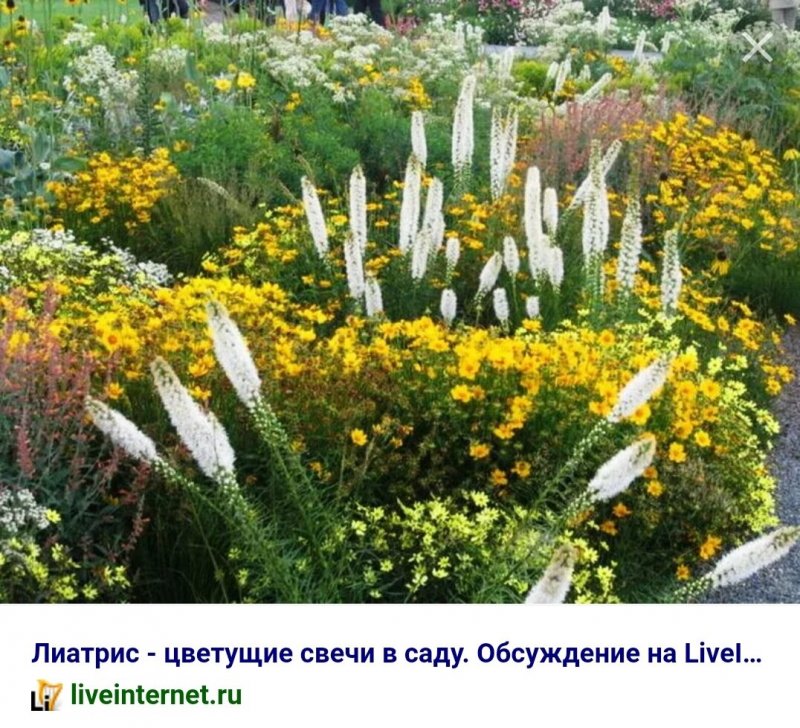 Шалфей Дубравный (Nepeta faassenii)