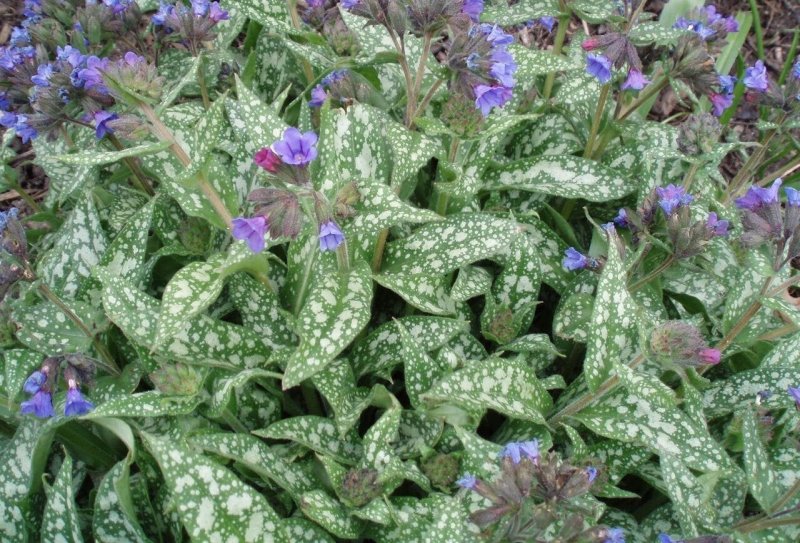 Медуница Pulmonaria Trevi Fountain