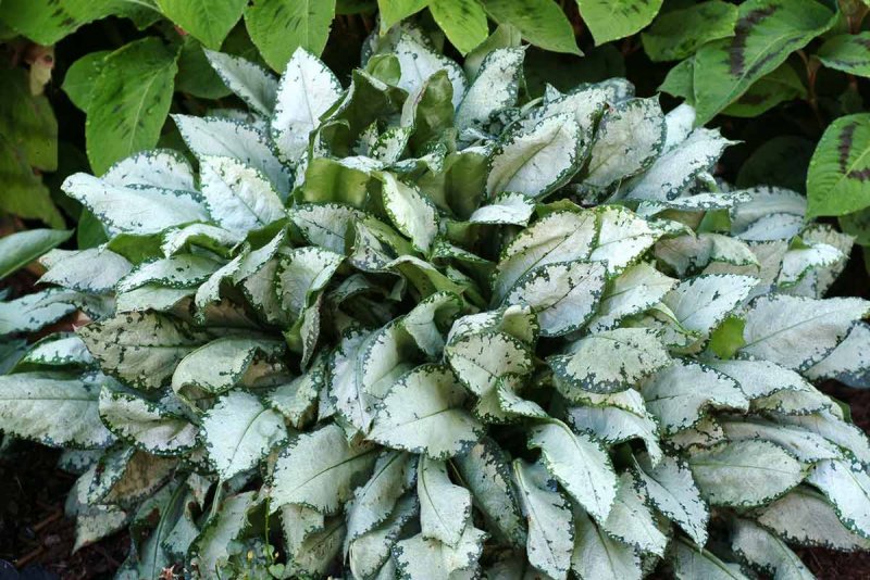 Медуница красная Pulmonaria rubra David Ward