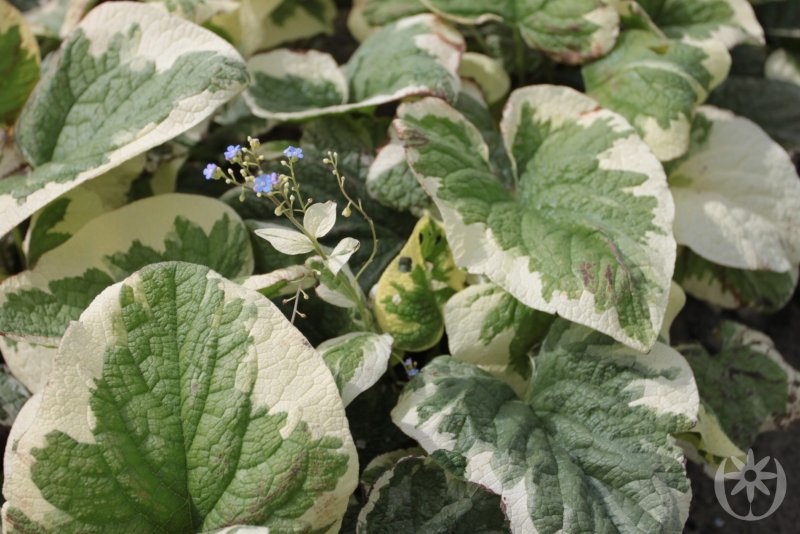 Brunnera macrophylla variegata