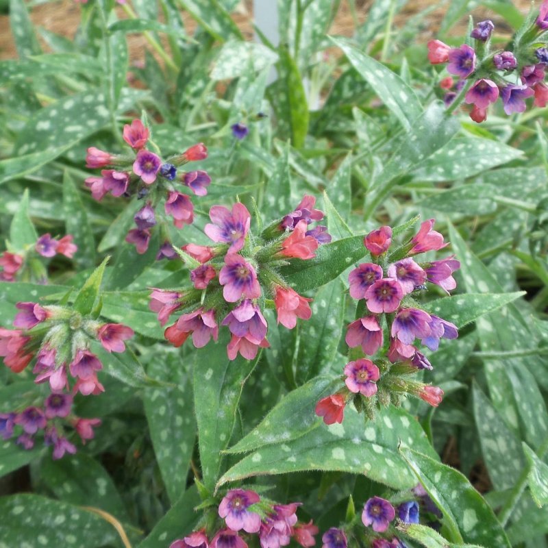 Pulmonaria saccharata