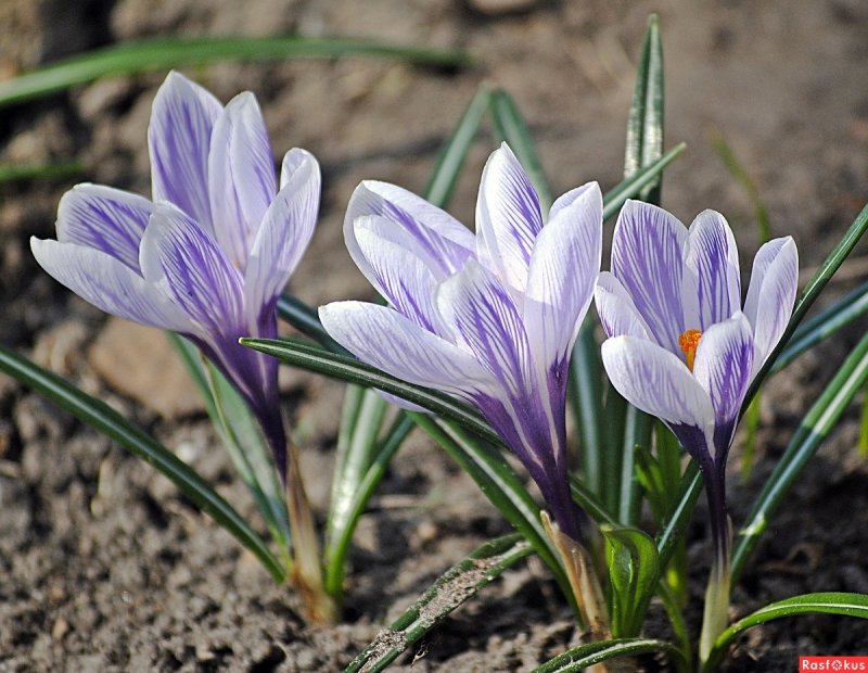 Крокусы и примула