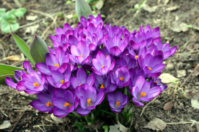 Первоцветы крокусы