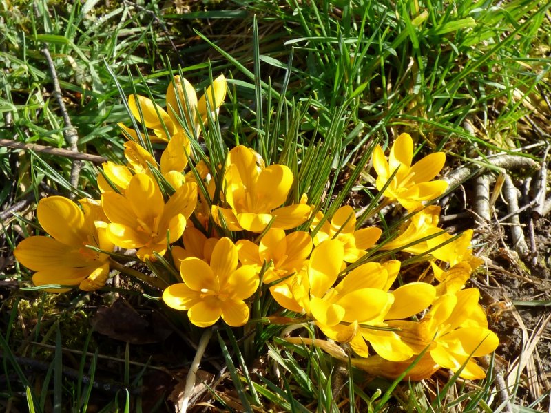 Крокусы Botanic Yellow