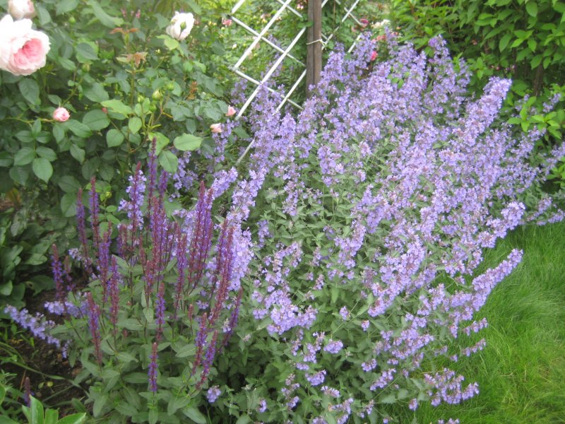 Nepeta x faassenii Walker's Low