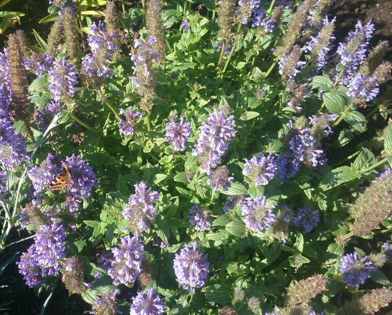 Котовник жилковатый Nepeta nervosa