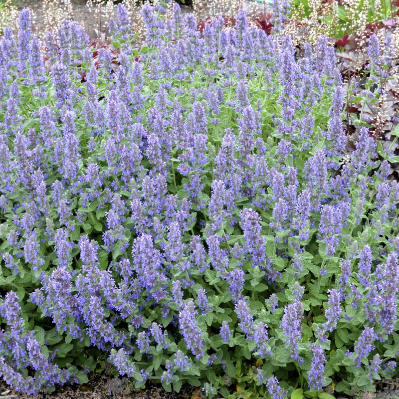 Котовник (Nepeta) faassenii purrsian Blue