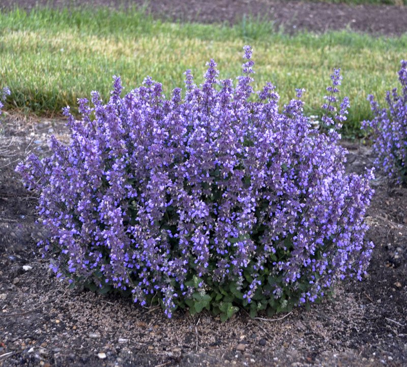 Котовник Фассена (Nepeta faassenii `Dropmore`)