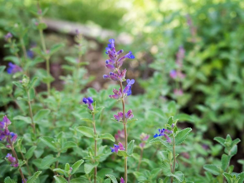 Котовник Муссини (Nepeta mussinij)