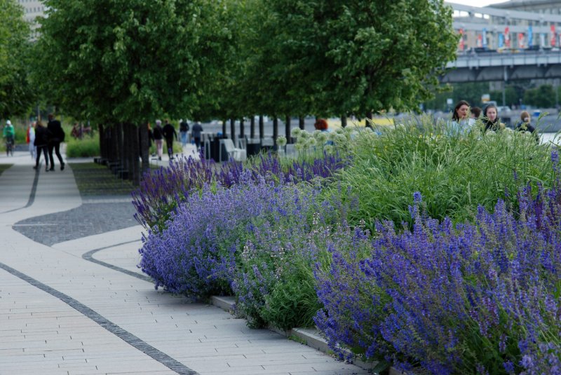 Котовник (Nepeta)