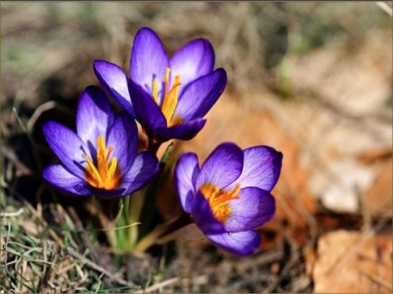 Крокусы и примула