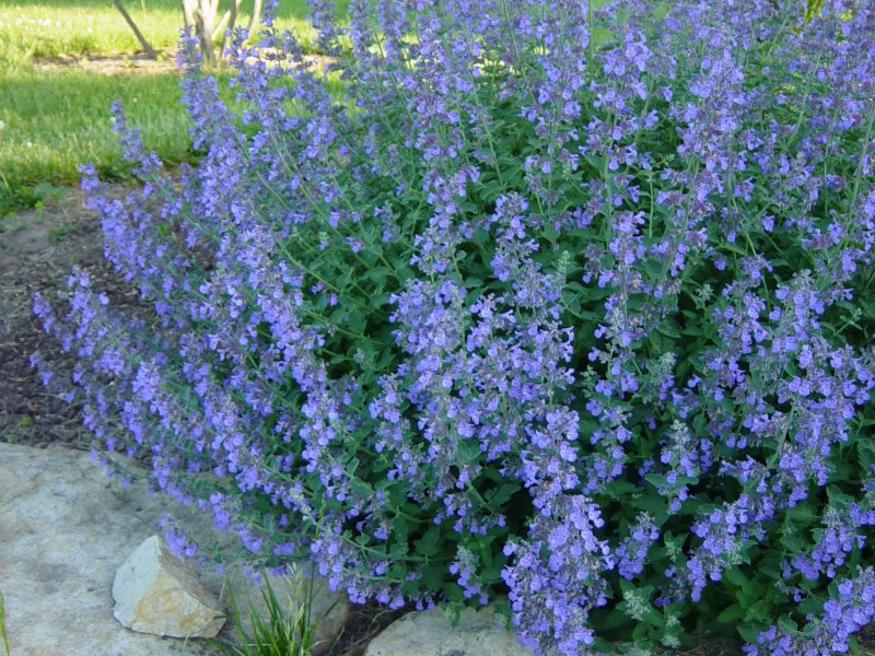Котовник Муссини (Nepeta mussinij)