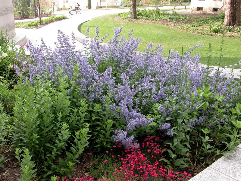 Котовник Nepeta nervosa Neptune