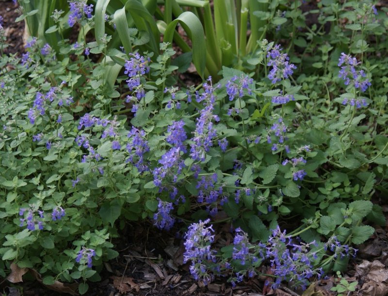 Котовник Муссини Nepeta mussinii