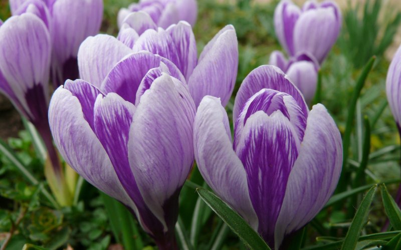 Лавандовый Крокус – Lavender Crocus