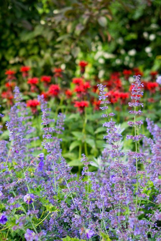 Котовник Nepeta nervosa Neptune