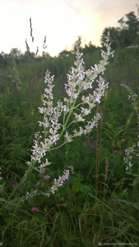Котовник Nepeta purrsian Blue