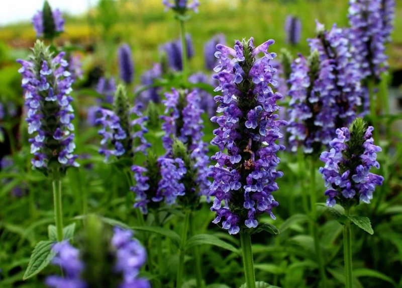 Котовник Фассена (Nepeta faassenii `Six Hills giant`)