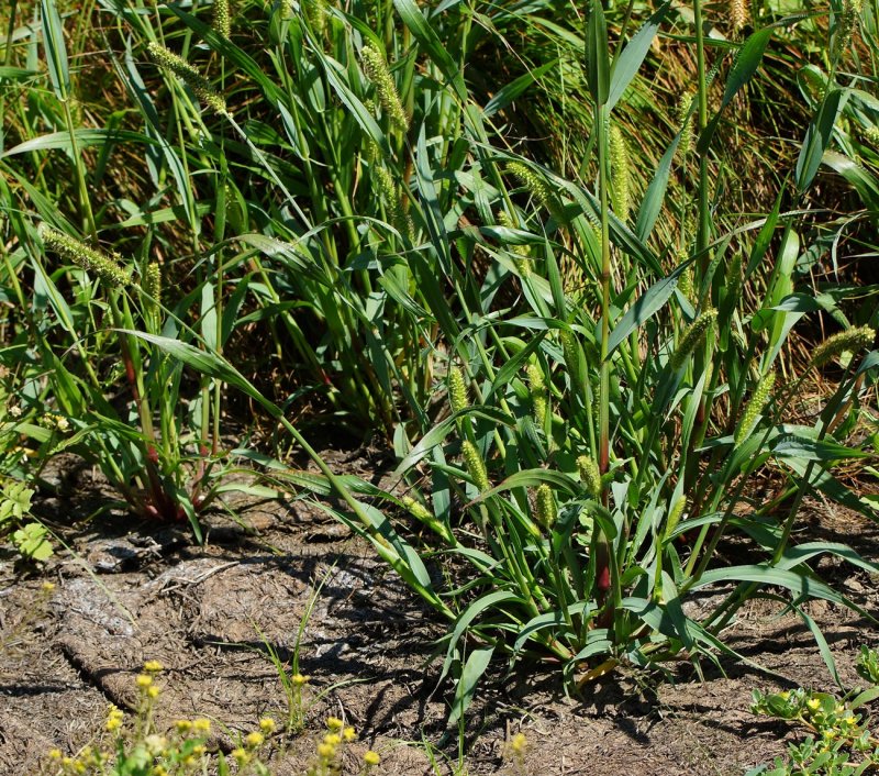 Setaria plantarium