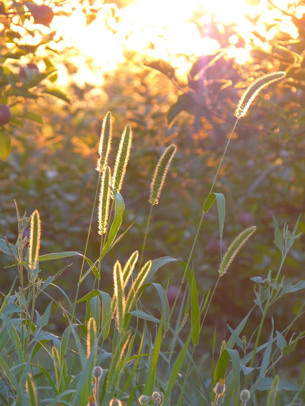 Щетинник зелёный (Setaria viridis)