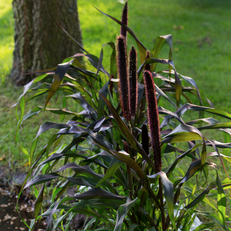 Setaria pumila