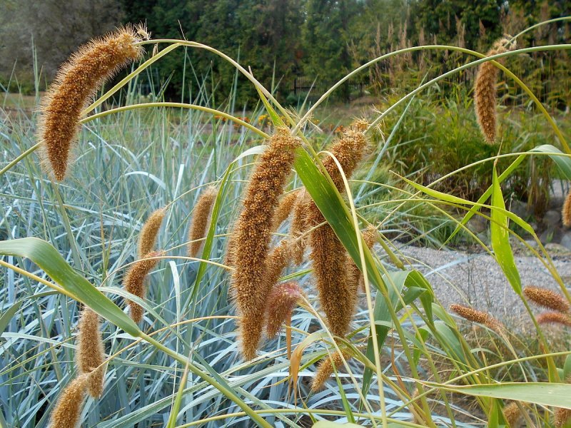 Пеннисетум Pennisetum glaucum Jade Princess