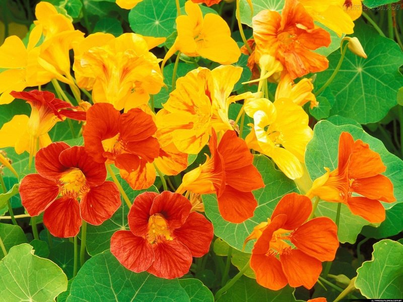 Tropaeolum majus l. настурция большая вьющаяся