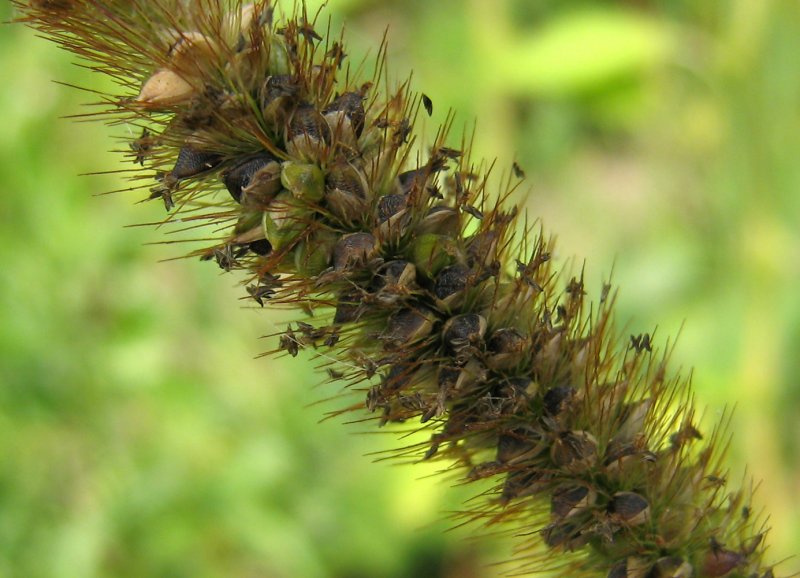 Щетинник зелёный (Setaria viridis)