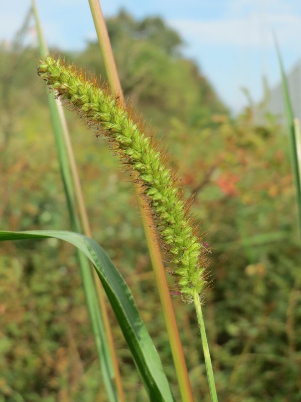 Drosera platystigma