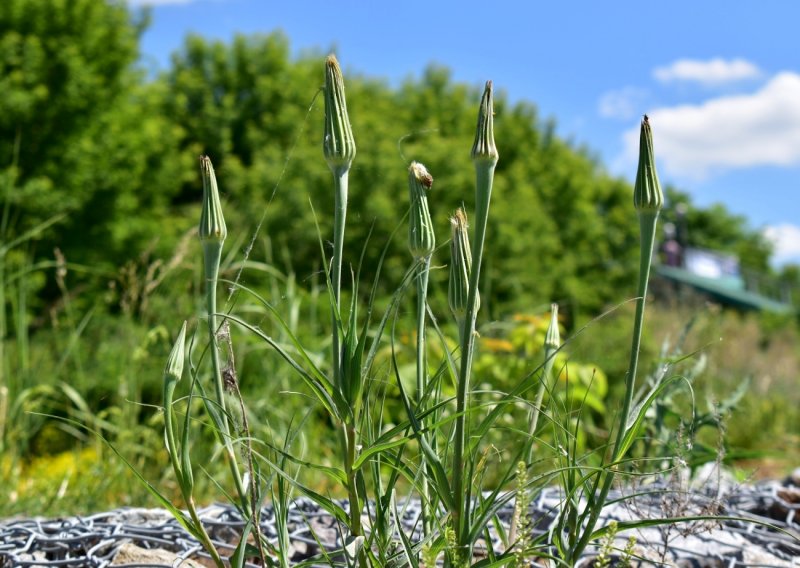 Щетинник зелёный (Setaria viridis l.)