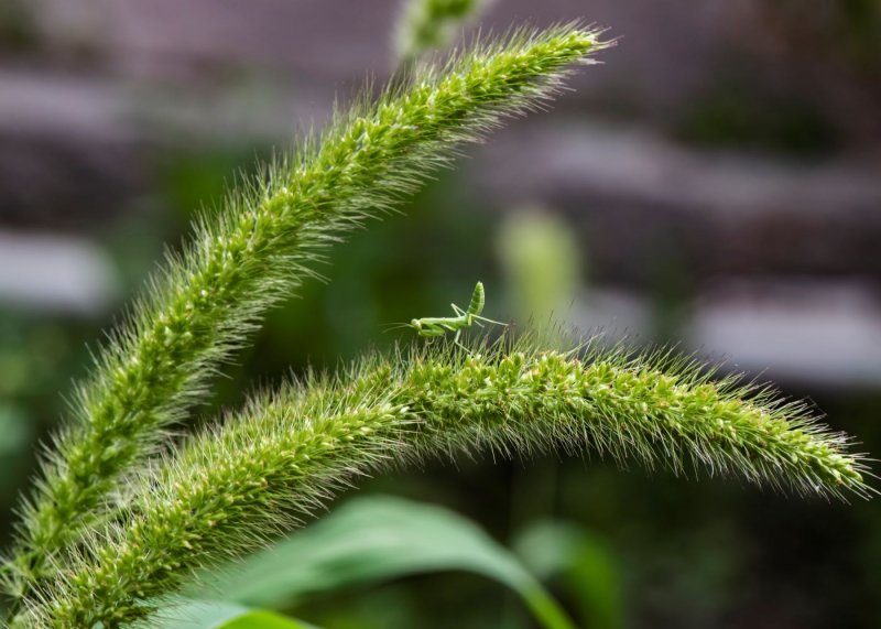 Setaria viridis