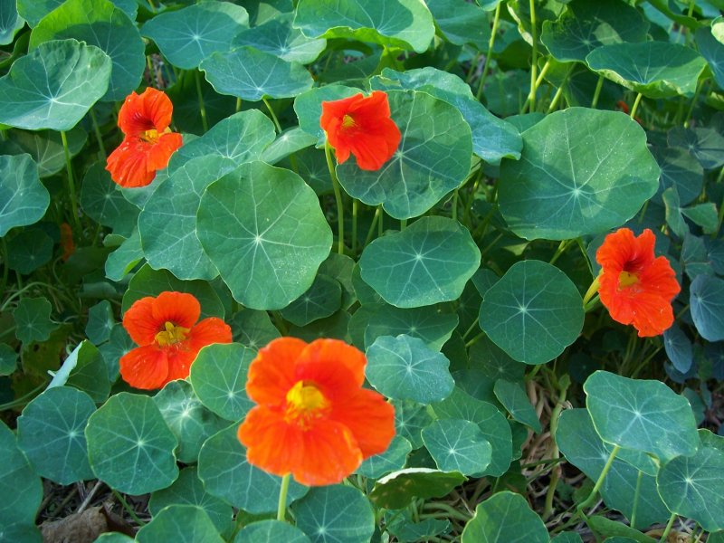 Nasturtium gambellii