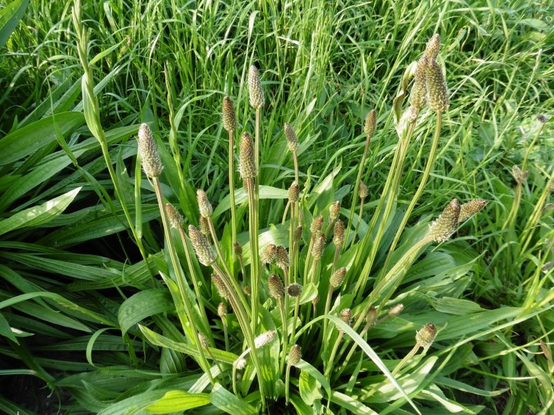 Setaria verticillata